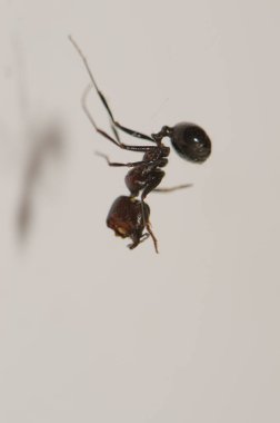 Örümcek ipeğinden sallanan marangoz karınca.