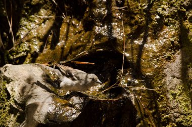Gran Canaria mavi papatya çayı Fringilla polatzeki içme suyu.