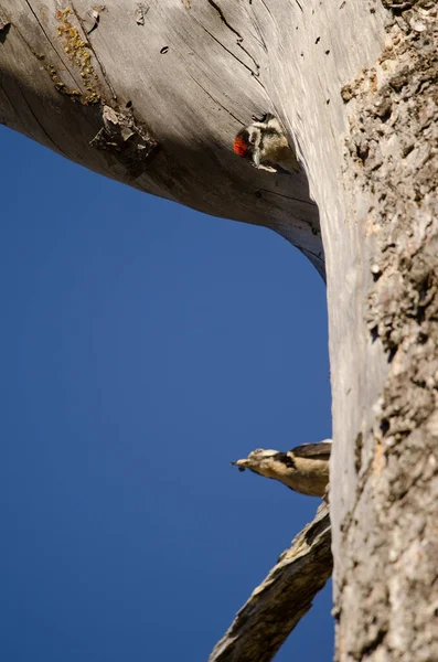 Poussin de grand pic tacheté à l'entrée de son nid et mâle avec de la nourriture en arrière-plan. — Photo