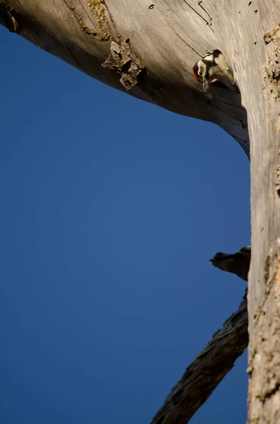 Küken des Buntspechts im Nest und Weibchen im Hintergrund. — Stockfoto