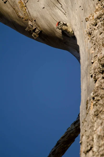Пташеня великого плямистого дятла у вході до його гнізда . — стокове фото
