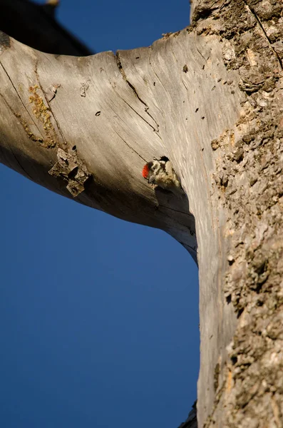 巣の入り口にある偉大な斑点のあるキツツキのチェック. — ストック写真