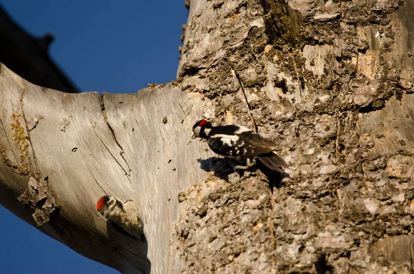 Pintainho de grande pica-pau manchado em seu ninho e macho com comida à direita. — Fotografia de Stock