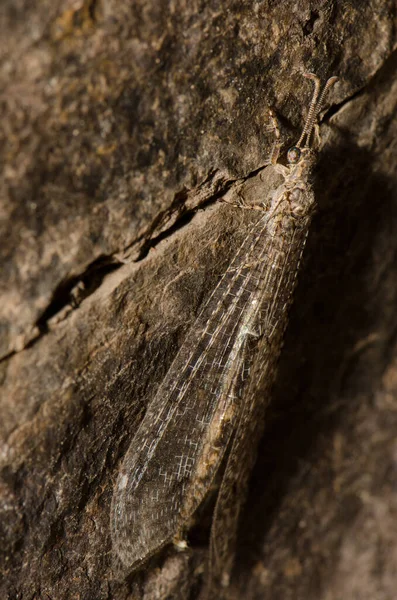 Primer plano de un antlion Myrmeleon alternans. — Foto de Stock