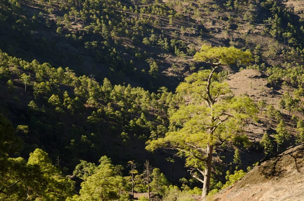 Bosque de pino canario Pinus canariensis. — Foto de Stock