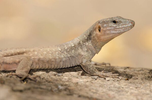 Female Gran Canaria giant lizard Gallotia stehlini.