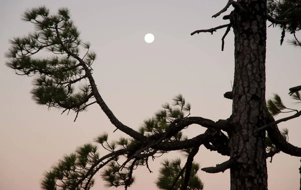 Canary Island πεύκο Pinus canariensis και πανσέληνος την αυγή. — Φωτογραφία Αρχείου