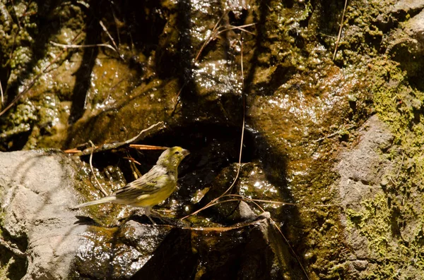 Kanarienvogel Serinus canaria Trinkwasser. — Stockfoto