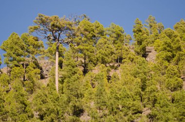 Kanarya Adası Ormanı Pinus kanaryası.