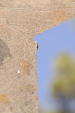 Gran Canaria dev kertenkelesi kafasını pencerenin yanına yapıştırıyor..