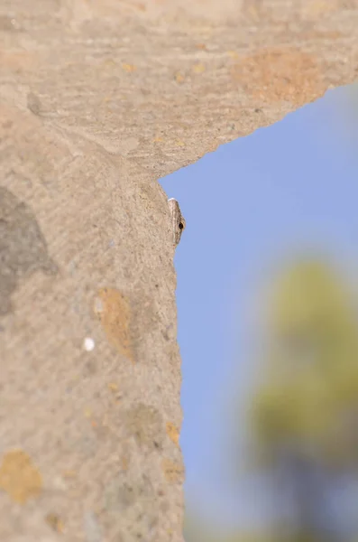 Lézard géant Gran Canaria collant sa tête à côté d'une fenêtre. — Photo