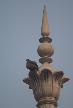 Siyah uçurtma Milvus migrans bir anıtın minaresine tünemişti. Eski Delhi. Delhi mi? Hindistan.