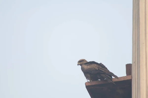 Pipa Preta Milvus Migrans Empoleirado Cornija Monumento Velha Deli Deli — Fotografia de Stock