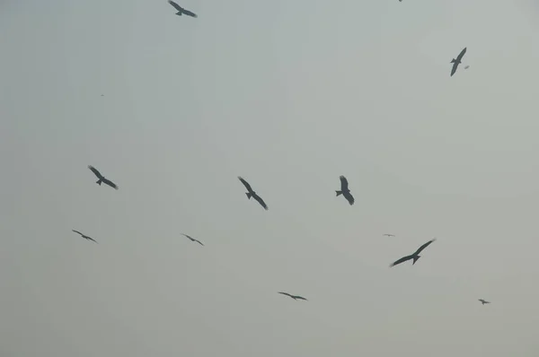 Zwarte Vliegers Milvus Migreert Oud Delhi Delhi India — Stockfoto