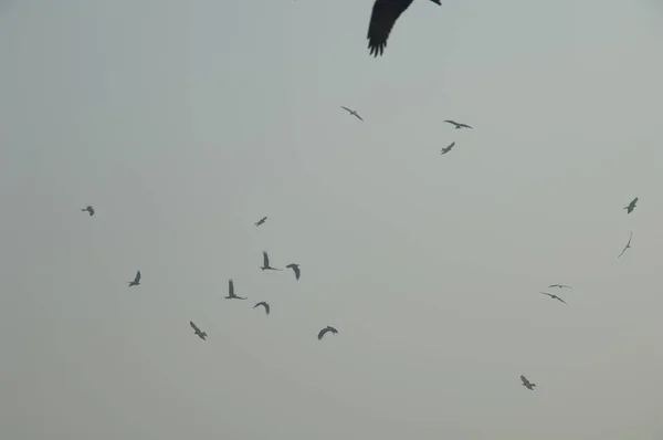 Zwarte Vliegers Milvus Migreert Oud Delhi Delhi India — Stockfoto