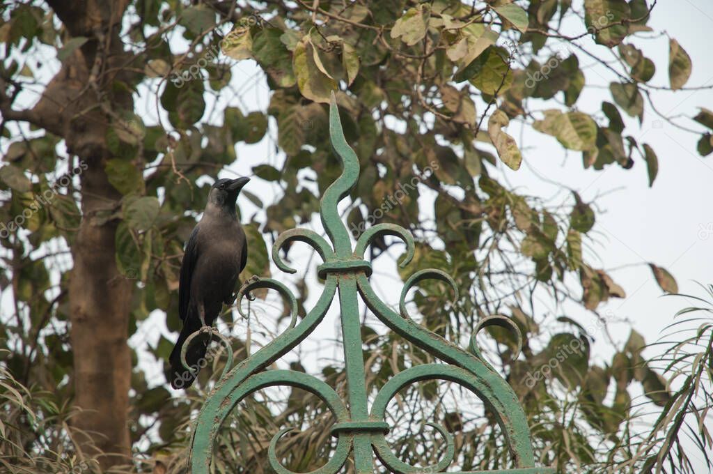 House crow Corvus splendens perched on a gate. Old Delhi. Delhi. India.