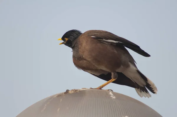 Κοινή Myna Acridotheres Tristis Καλώντας Και Τέντωμα Παλιό Δελχί Δελχί — Φωτογραφία Αρχείου