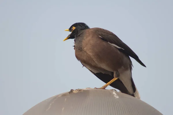 Κοινή Myna Acridotheres Tristis Καλώντας Και Τέντωμα Παλιό Δελχί Δελχί — Φωτογραφία Αρχείου