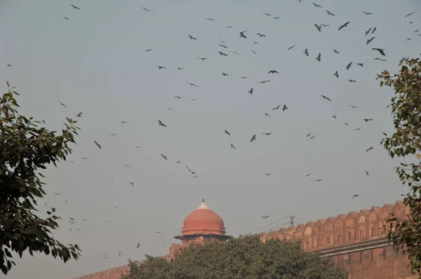 Czarne Latawce Milvus Migrują Czerwonym Forcie Stare Delhi Delhi Indie — Zdjęcie stockowe