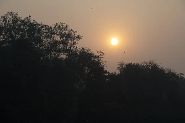 旧デリーの木々の上に夕日 デリー インド — ストック写真