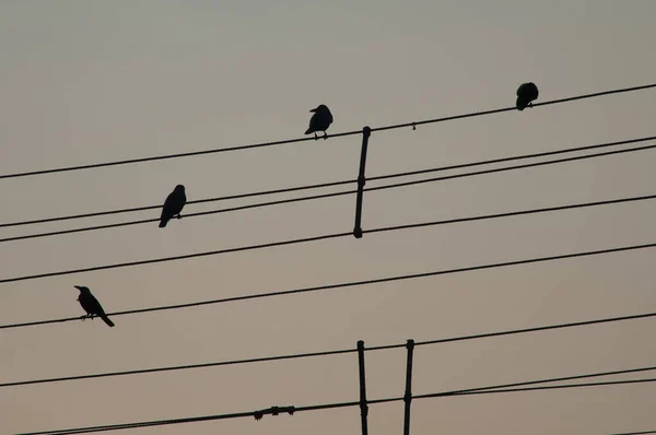 Σπίτι Κοράκια Corvus Splendens Καλώδια Ηλεκτρικής Ενέργειας Παλιό Δελχί Δελχί — Φωτογραφία Αρχείου