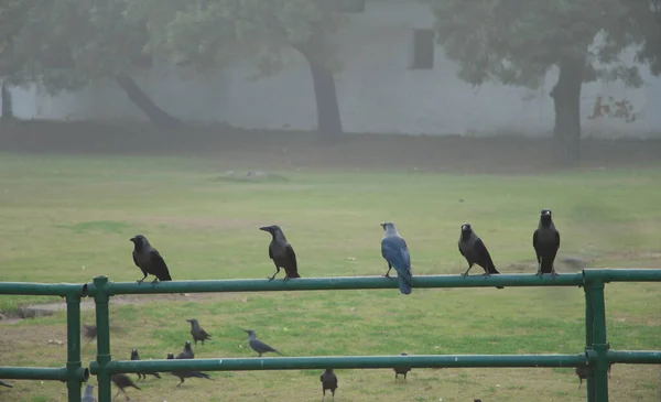 House Crows Corvus Splendens Rail Old Delhi Delhi India — Stock Photo, Image