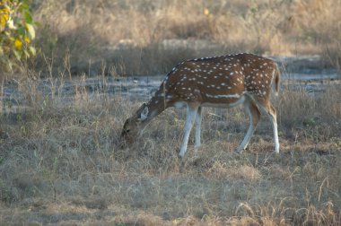 Dişi chital eksen otlatma. Bandhavgarh Ulusal Parkı. Madhya Pradesh. Hindistan.