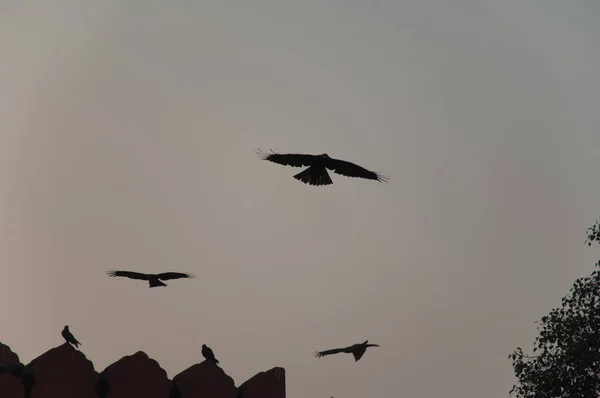 Greifvogel Flug Alt Delhi Delhi Indien — Stockfoto