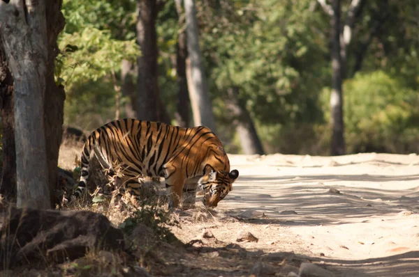 Tigre Bengala Panthera Tigris Tigris Parque Nacional Bandhavgarh Madhya Pradesh — Foto de Stock