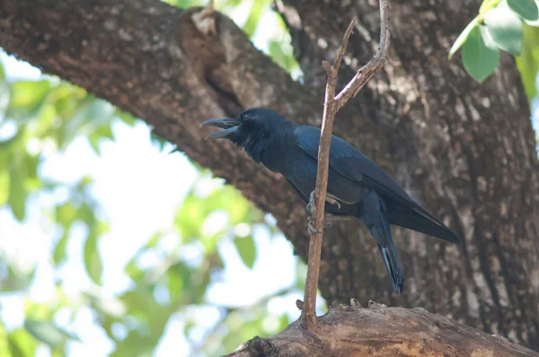 Звонит Крупноклювая Ворона Корвус Макроринчос Национальный Парк Бандхавгарх Мадхья Прадеш — стоковое фото