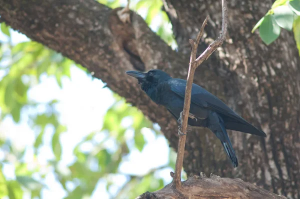 Крупноклювая Ворона Corvus Macrorhynchos Ветке Национальный Парк Бандхавгарх Мадхья Прадеш — стоковое фото