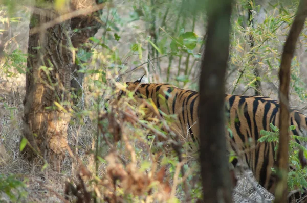 Tigre Bengala Panthera Tigris Tigris Parque Nacional Bandhavgarh Madhya Pradesh — Foto de Stock