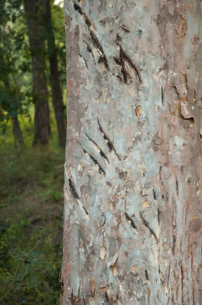 Claw marks of a Bengal tiger Panthera tigris tigris on a tree trunk. Bandhavgarh National Park. Madhya Pradesh. India.