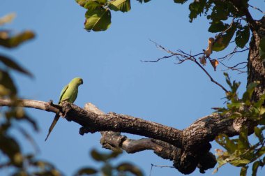 Gül halkalı dişi papağan Psittacula krameri. Bandhavgarh Ulusal Parkı. Madhya Pradesh. Hindistan.