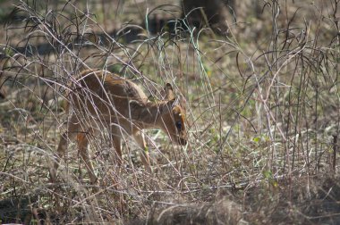 Çimenlerin arasında bir yavru balık. Bandhavgarh Ulusal Parkı. Madhya Pradesh. Hindistan.