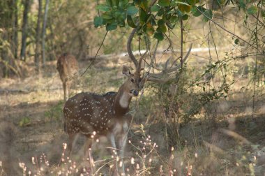 Erkek chital ekseni kaşınıyor. Bandhavgarh Ulusal Parkı. Madhya Pradesh. Hindistan.