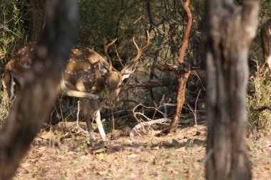 Erkek chital ekseni kaşınıyor. Bandhavgarh Ulusal Parkı. Madhya Pradesh. Hindistan.