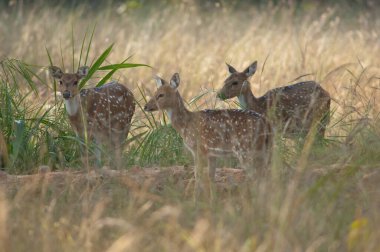Dişi chital ekseni sürüsü. Bandhavgarh Ulusal Parkı. Madhya Pradesh. Hindistan.