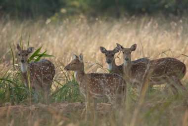 Dişi chital ekseni sürüsü. Bandhavgarh Ulusal Parkı. Madhya Pradesh. Hindistan.