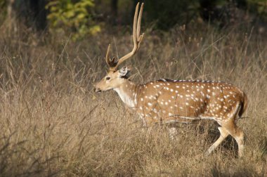 Chital eksen ekseninde erkek. Bandhavgarh Ulusal Parkı. Madhya Pradesh. Hindistan.