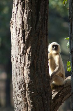 Kuzey düzlükleri gri langur Semnopithecus entellus. Bandhavgarh Ulusal Parkı. Madhya Pradesh. Hindistan.