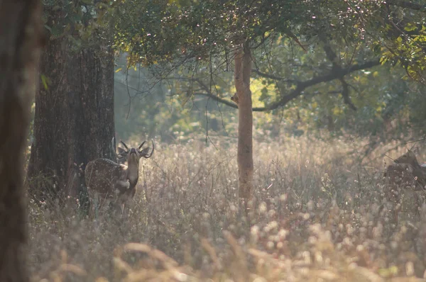 Eje Chital Masculino Llamando Parque Nacional Bandhavgarh Madhya Pradesh India —  Fotos de Stock