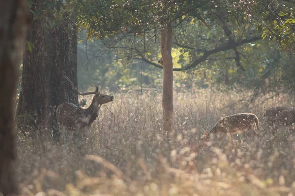 Troupeau Axe Chital Axe Parc National Bandhavgarh Madhya Pradesh Inde — Photo