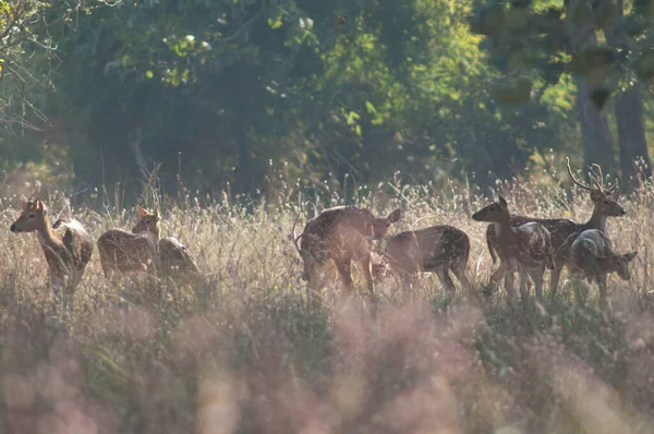 Könsaxelaxelhjord Bandhavgarh Nationalpark Madhya Pradesh Indien — Stockfoto