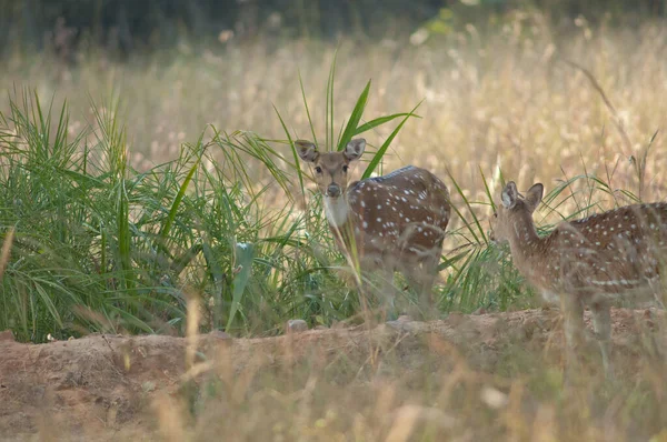 Hembras Del Eje Del Eje Quital Parque Nacional Bandhavgarh Madhya —  Fotos de Stock