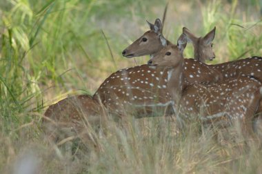 Dişi chital ekseni sürüsü. Bandhavgarh Ulusal Parkı. Madhya Pradesh. Hindistan.