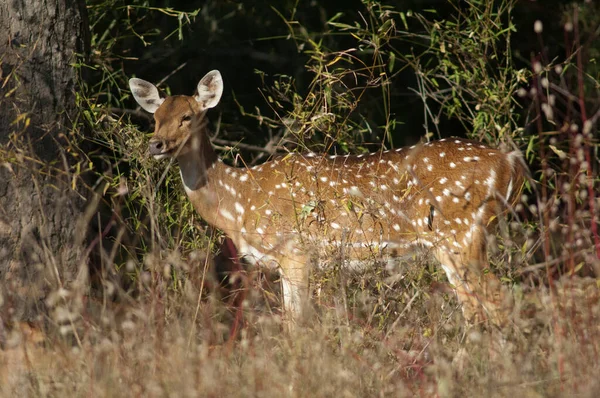 Femme Axe Axe Chital Parc National Bandhavgarh Madhya Pradesh Inde — Photo