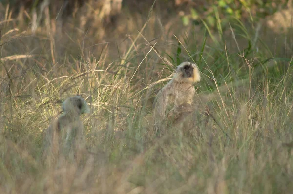 Northern Plains Gray Langurs Semnopithecus Entellus Bandhavgarh National Park Madhya — Stock Photo, Image