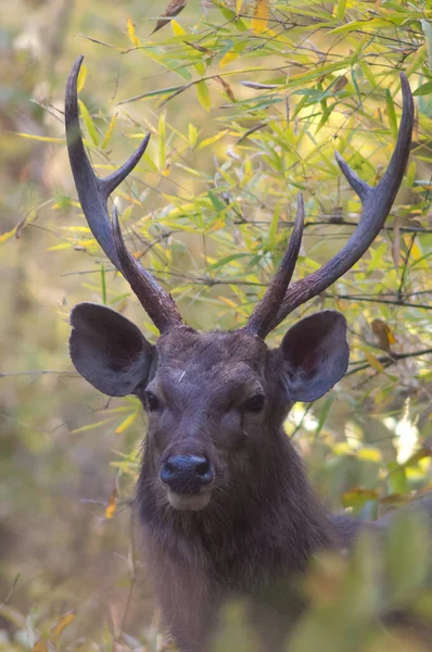 Sambar geyiği Rusa unicolor 'un başı. Bandhavgarh Ulusal Parkı. Madhya Pradesh. Hindistan.