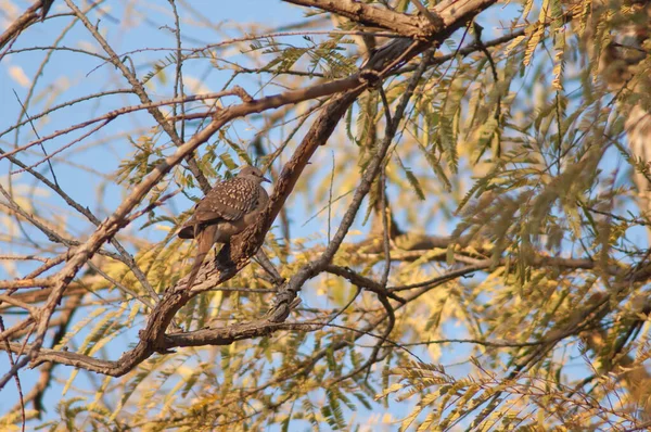 Spatřena Holubice Streptopelia Chinensis Větvi Národní Park Bandhavgarh Madhya Pradesh — Stock fotografie